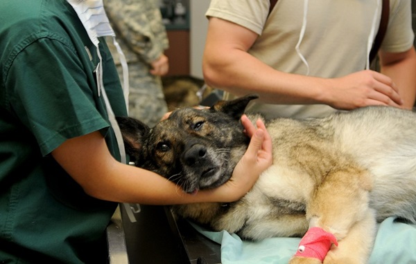 Ambulancias… ¡también para animales!