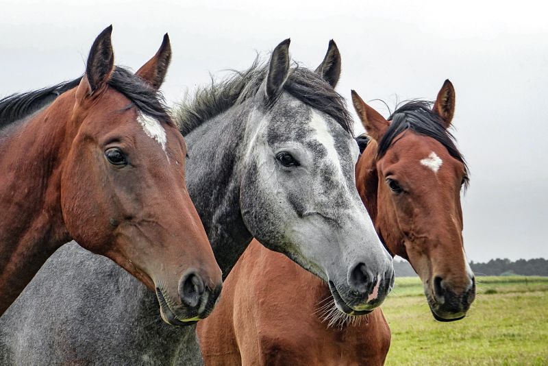 Consejos básicos para cuidar a los caballos