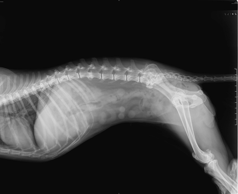 ¿Cómo orientar a FP de Imagen para el Diagnóstico para en veterinaria?